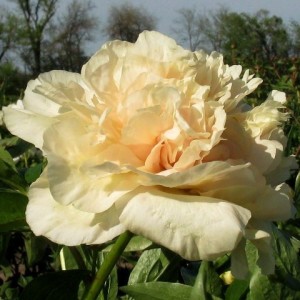 Півонія Paeonia Early Canary 